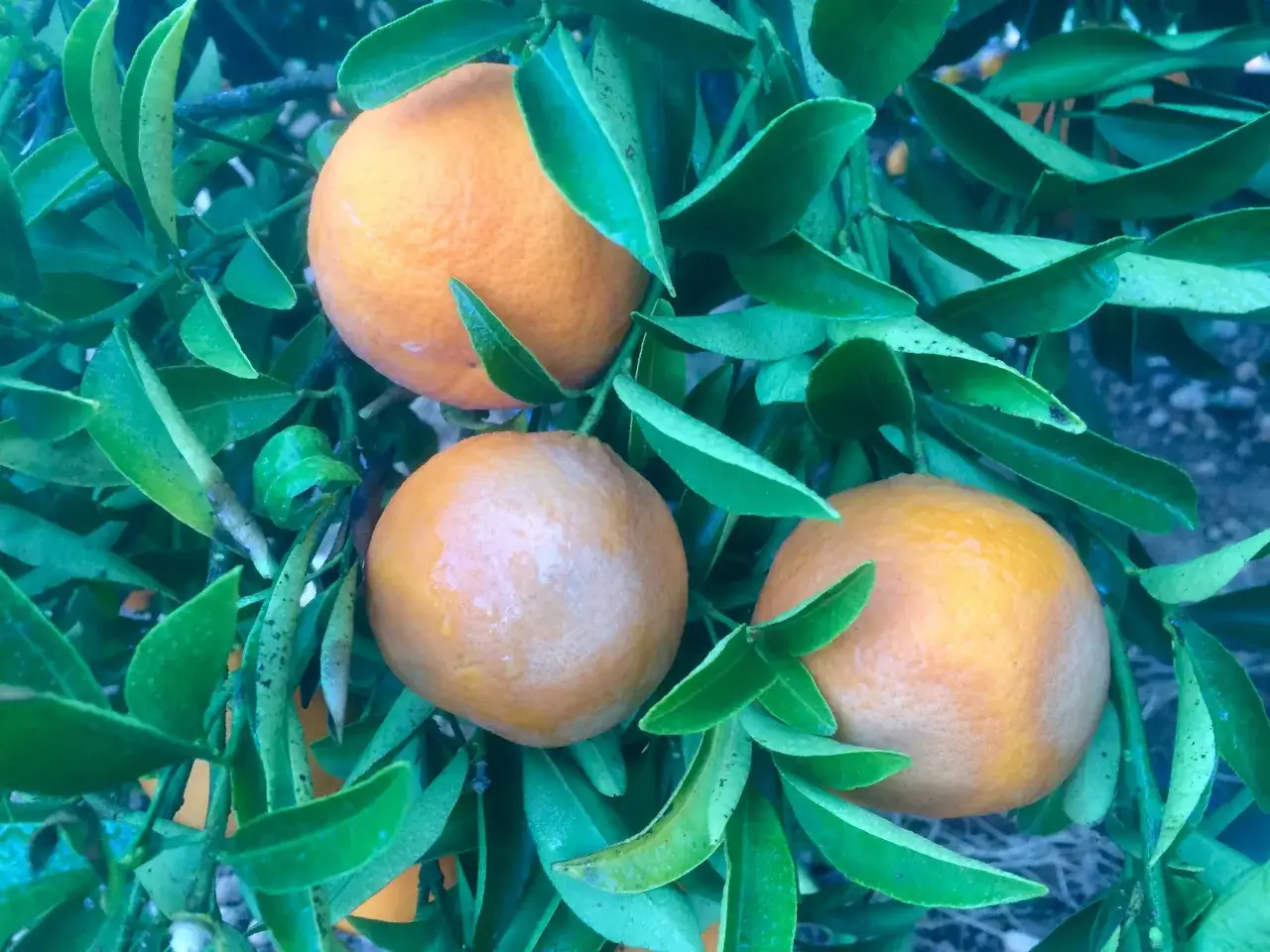 Naranjas en un &aacute;rbol, algunas hojas muestran manchas que podr&iacute;an indicar enfermedades de los naranjos.