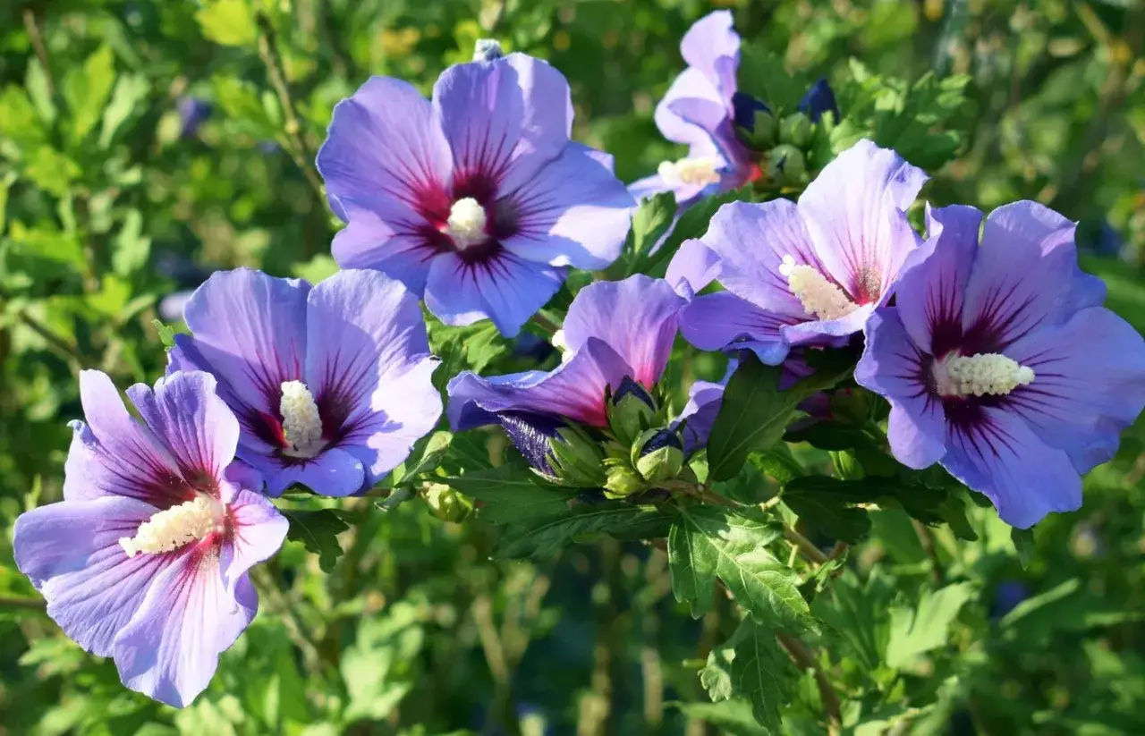 Magnifiques fleurs d'alth&eacute;a bleues et violettes en gros plan. La question 
