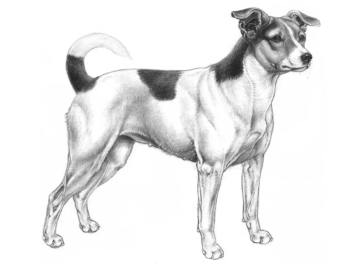Teckning av en stående hund med svart fläck på ryggen, en av de vanliga hundraser som ofta avbildas.