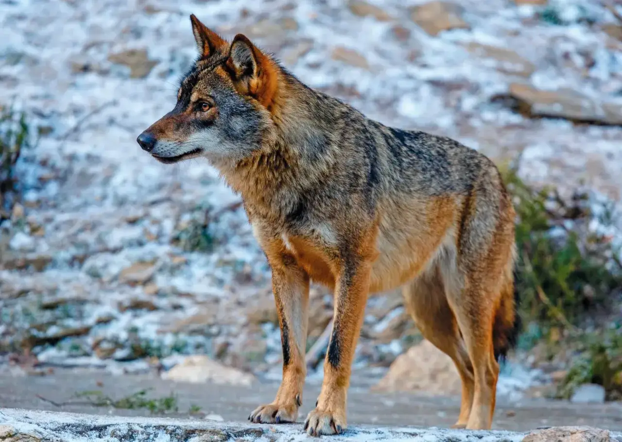 Un lobo gris de pelaje rojizo y ojos penetrantes observa atentamente el paisaje nevado.