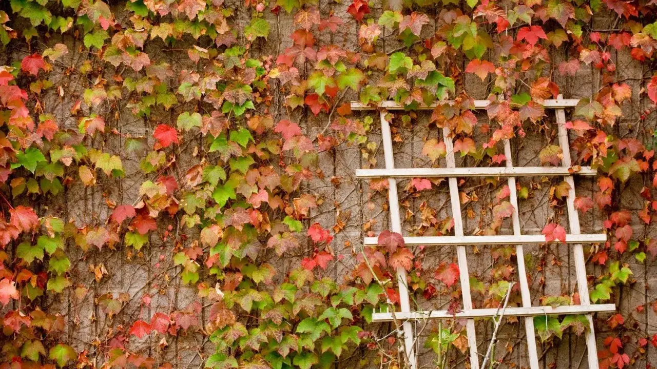 Mur couvert de lierre grimpant aux couleurs d'automne. Une structure en bois est installée, mais le lierre menace de l'envahir, un danger potentiel pour la structure.