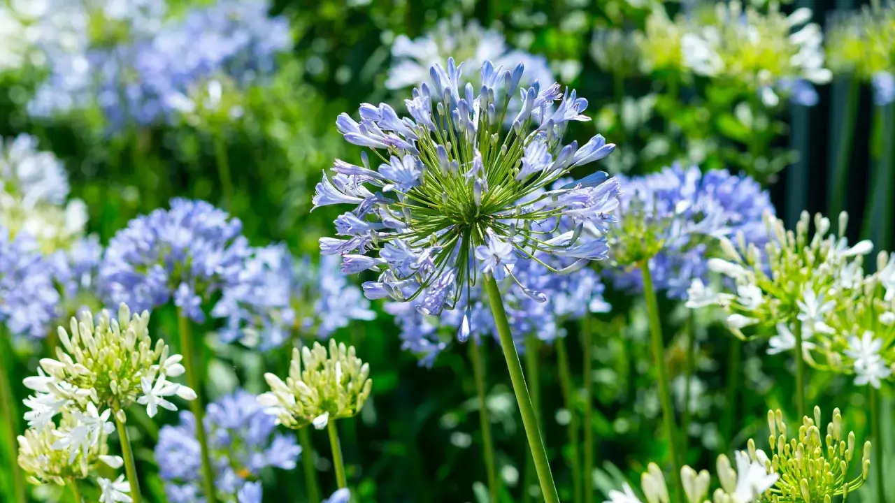 Afrikas blå lilja blommar i sommarvärme, inga minusgrader i sikte. Blå och vita blomklasar i en lummig trädgård.
