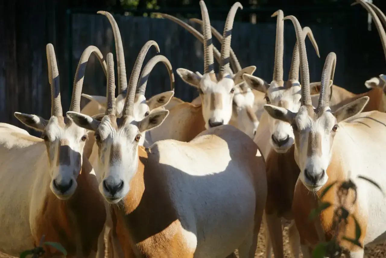 Stado oryksów szablorogich, zwierząt zagrożonych wyginięciem, w największym zoo w Polsce.