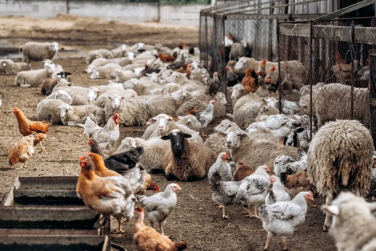 Un gregge di pecore e galline, un esempio della costituzione degli animali in un ambiente rurale.