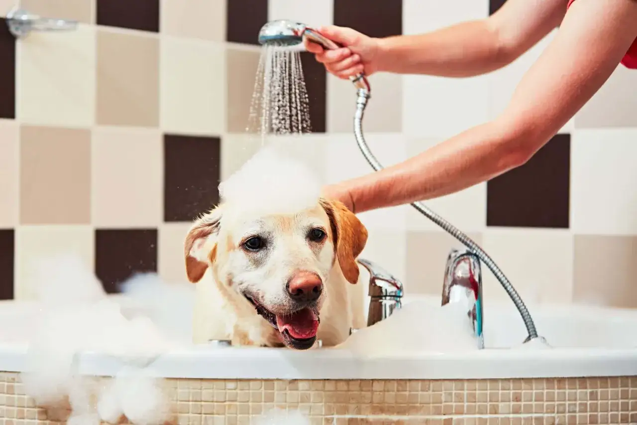 Un perro labrador con espuma en la cabeza es ba&ntilde;ado en una ba&ntilde;era. La frecuencia con la que se lava un perro depende de su raza y estilo de vida.