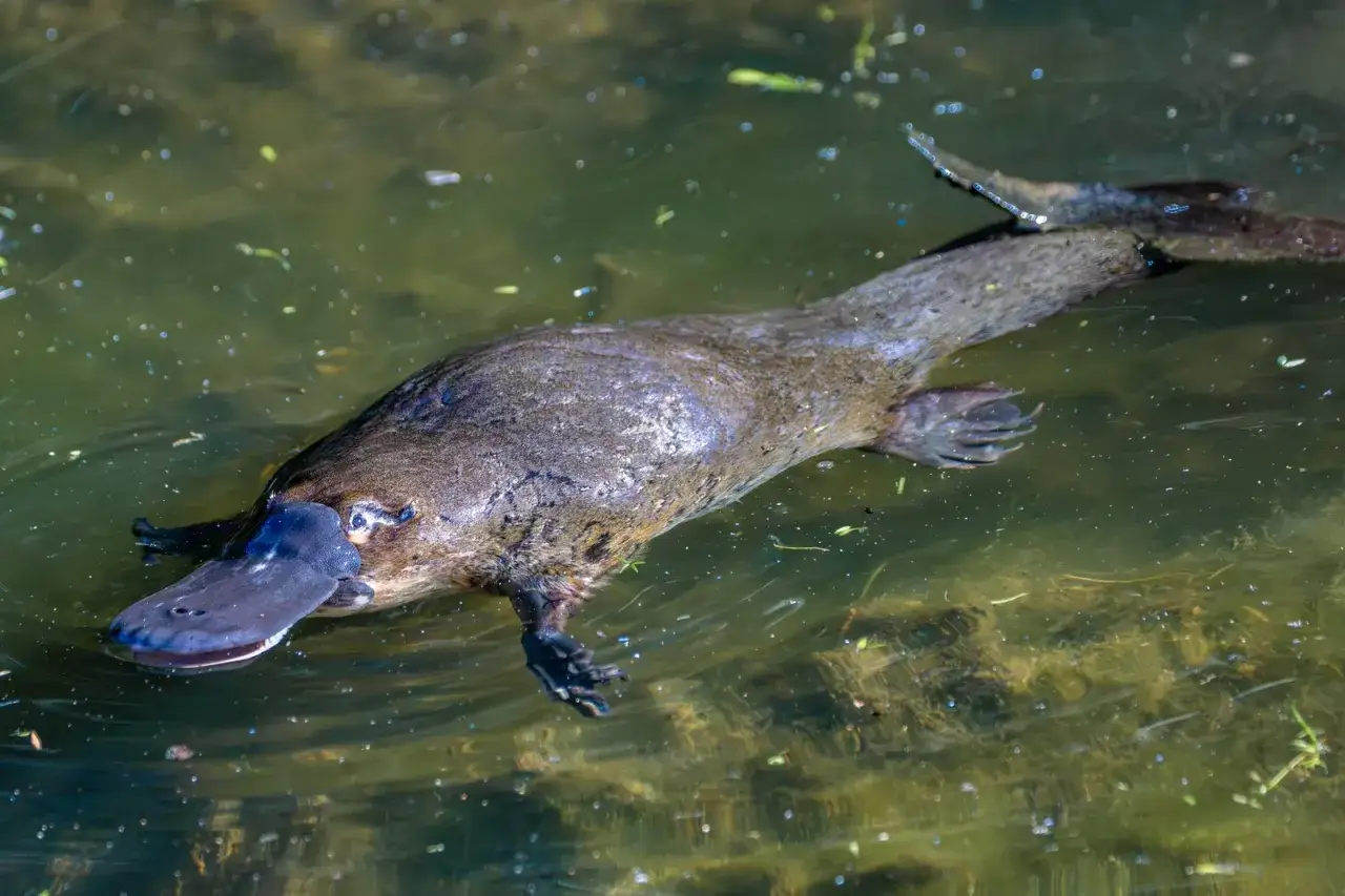 Un ornitorrinco nada en aguas turbias, mostrando su pico de pato y patas palmeadas. ¡Un animal lleno de curiosidades del ornitorrinco!