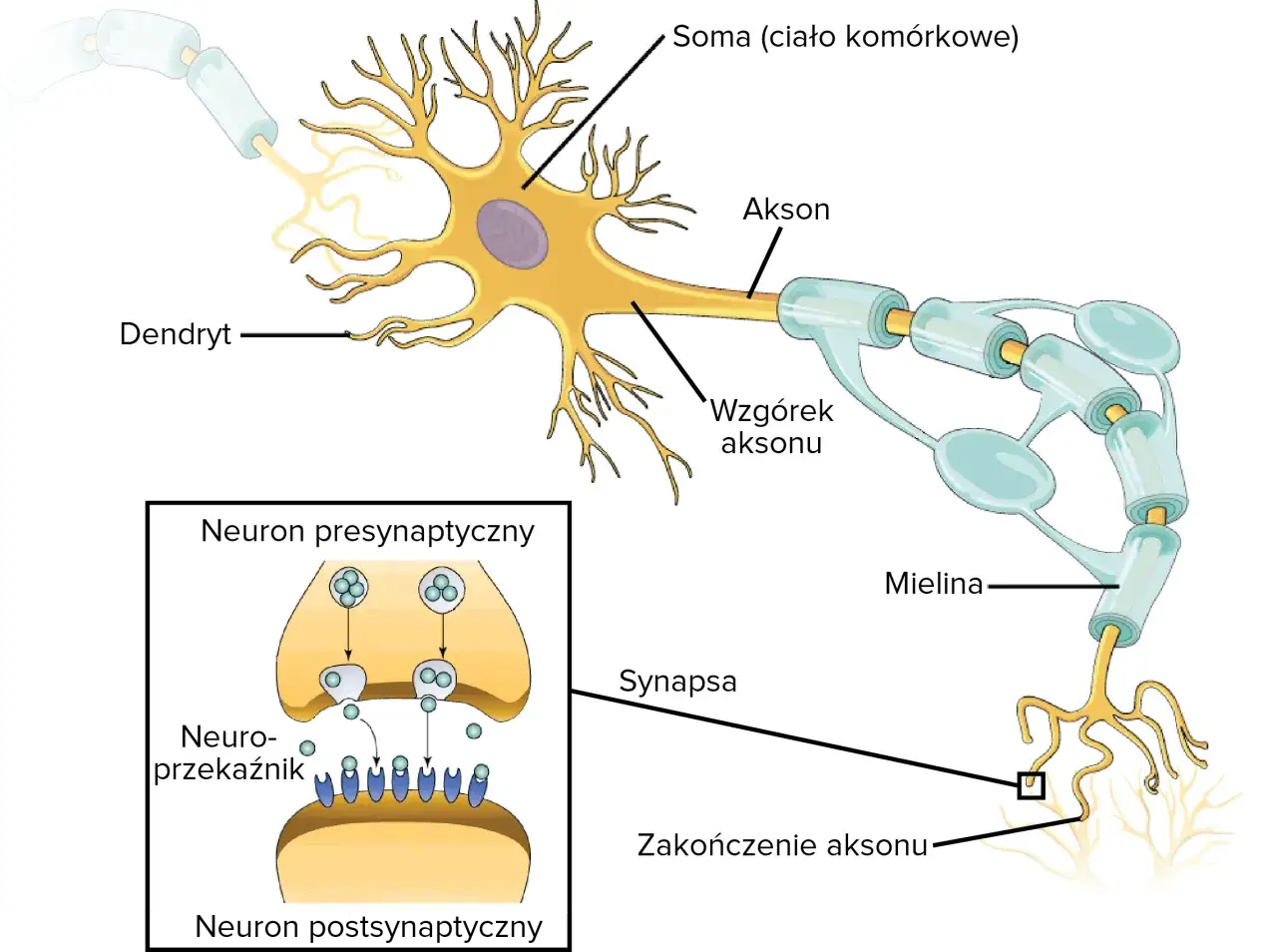 Schemat neuronu: dendryty, soma, akson z osłonką mielinową i zakończeniem. Widoczna synapsa z neuroprzekaźnikami. To podstawowa tkanka nerwowa.