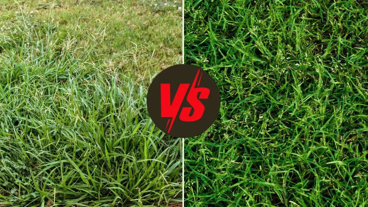 Left side shows crabgrass infestation, explaining why crab grass grows in thin lawns. Right side shows a healthy, lush lawn.