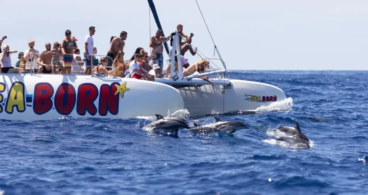 Menschen auf einem Katamaran beobachten auf Madeira Delfine, die neben dem Boot schwimmen.