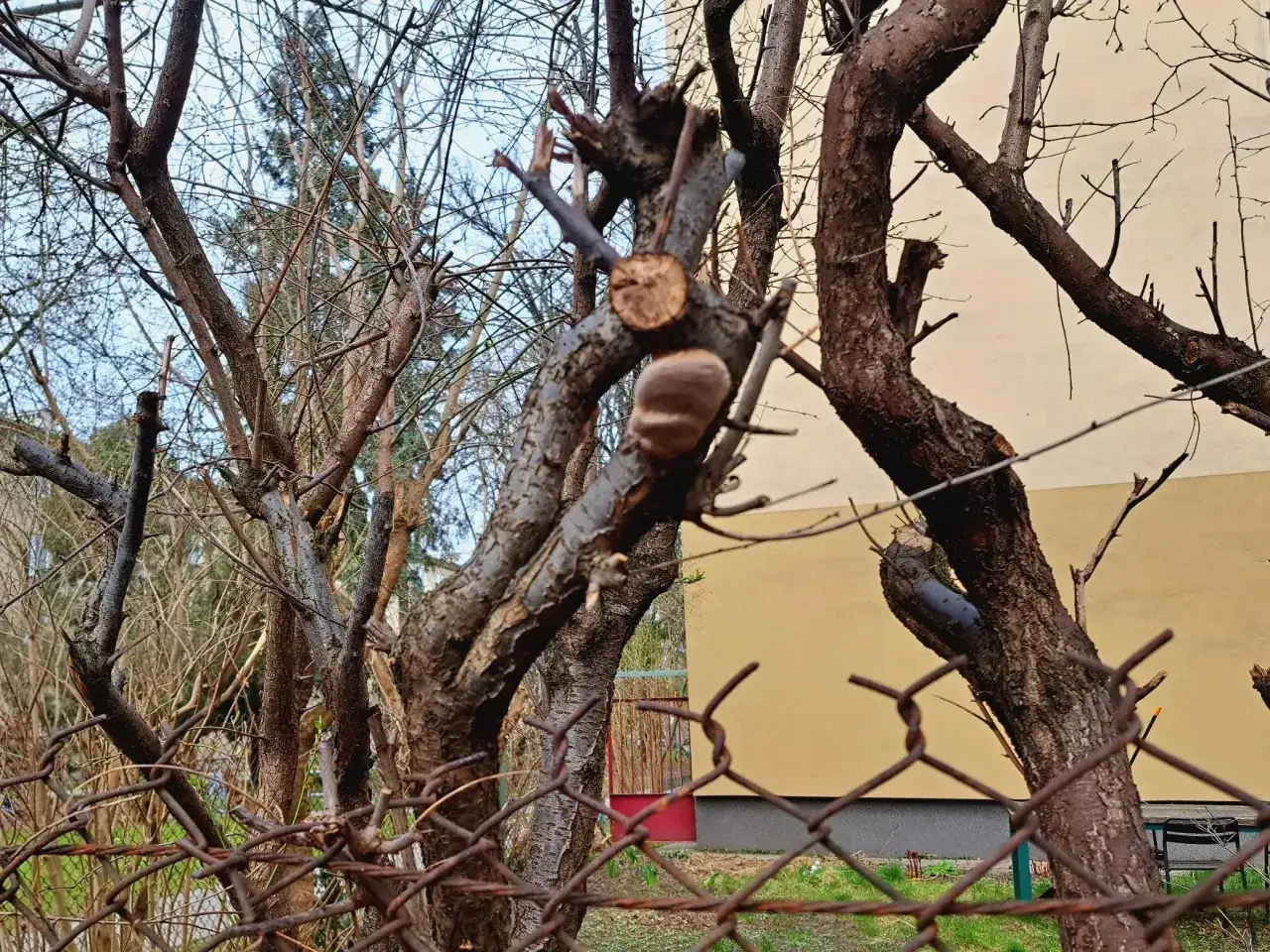 gałęzie drzewa na działce sąsiada prawo