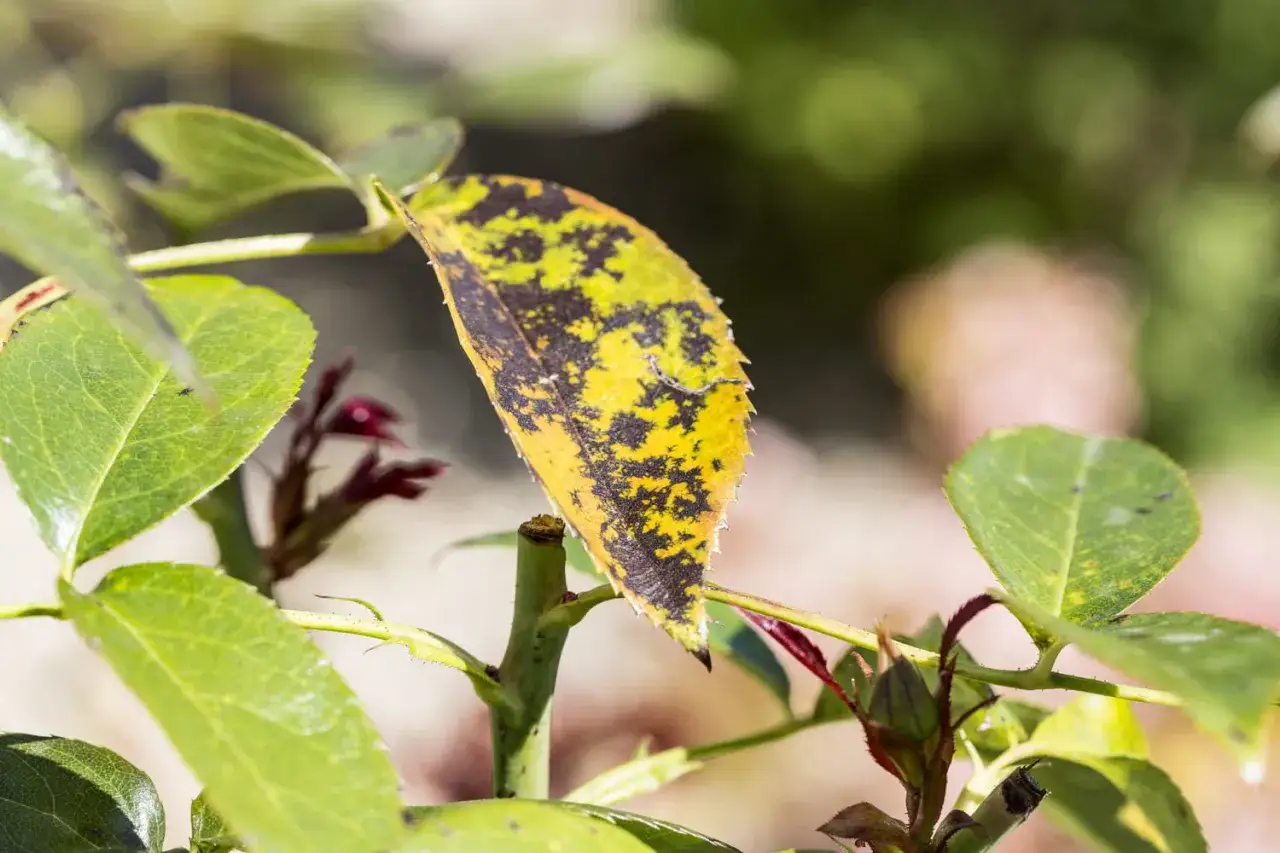 Feuille de rosier trop arrosé, jaunie et tachetée de noir. Les autres feuilles sont vertes et saines.