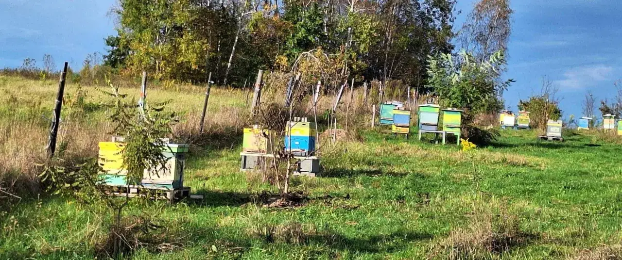 Kolorowe ule stoją na zielonej łące, otoczone drzewami. To dom dla pracowitych pszcz&oacute;ł, kt&oacute;re tworzą słomiany ul.