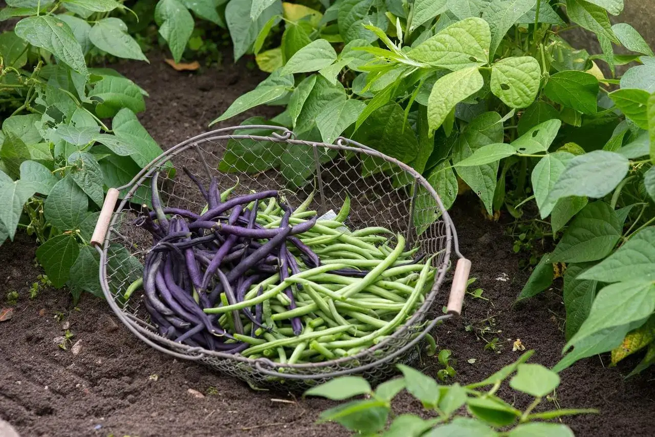 Panier de haricots verts et violets, prêts à être cuisinés. Ces haricots verts mange tout promettent un repas savoureux.