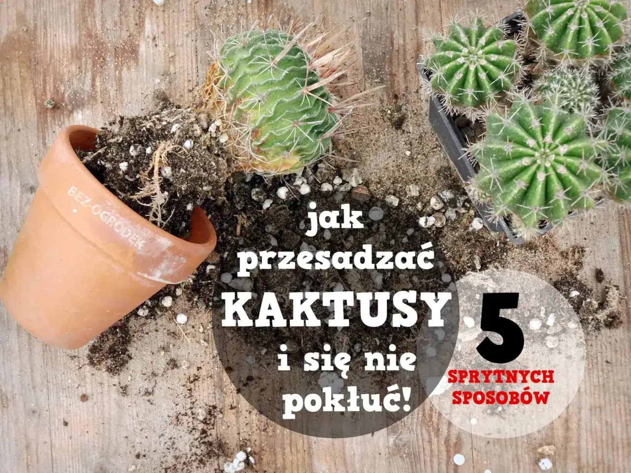 Jak przesadzić kaktusa, by się nie pokłuć? Na drewnianym blacie leżą kaktusy, doniczka i ziemia.