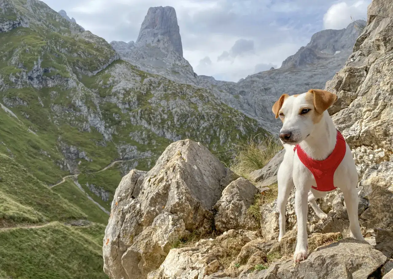 Un perro blanco con arnés rojo posa en las rocas de los Picos de Europa, con senderos serpenteantes y montañas imponentes al fondo.