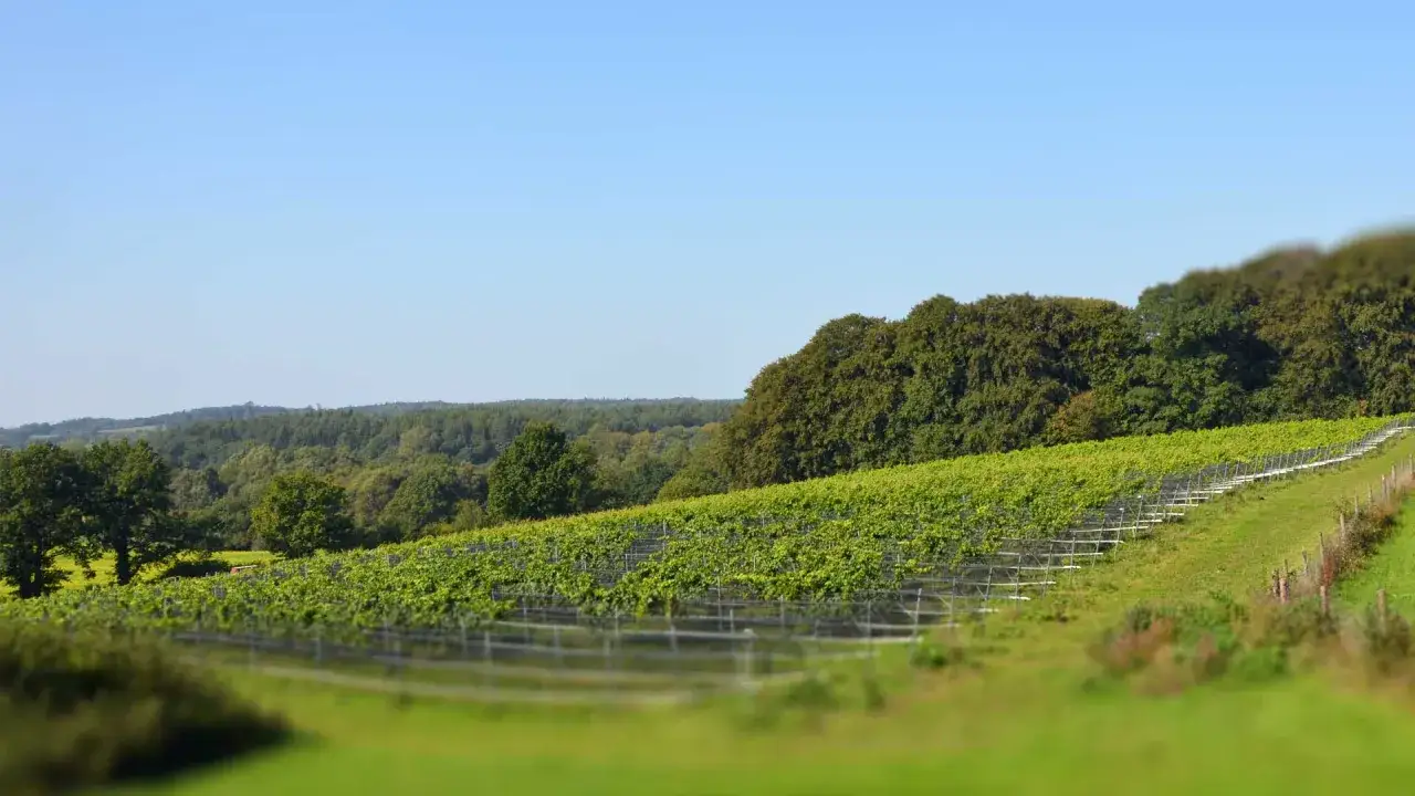 Grüner Weinberg mit Bäumen im Hintergrund, ein Zeichen für den wachsenden Wein aus Schleswig-Holstein.