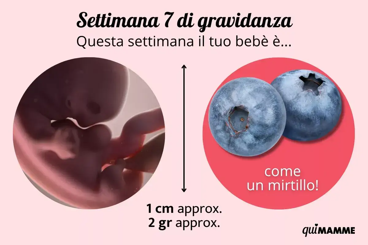 Settimana 7 di gravidanza: il tuo beb&egrave; &egrave; grande come un mirtillo, circa 1 cm e 2 grammi.