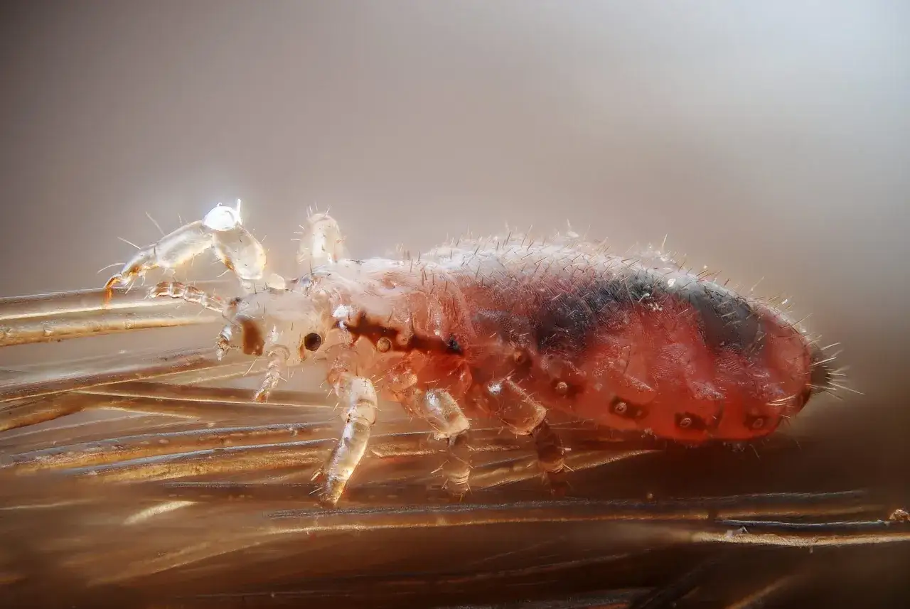 Un pidocchio, con le sue zampe artigliate, si aggrappa a fili di capelli. Quanto vive un pidocchio sul cuscino? La sua vita è legata al corpo ospite.