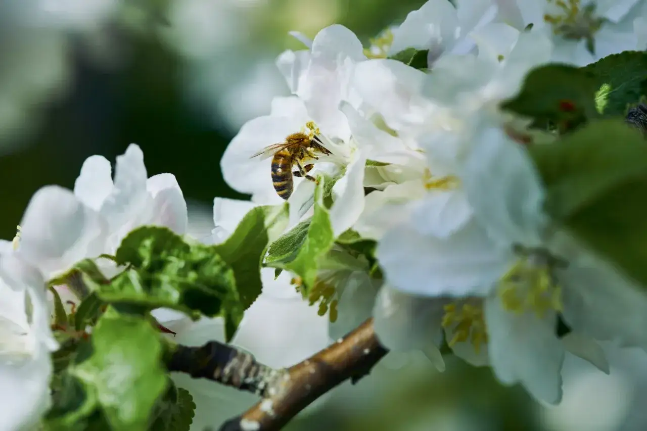 Une abeille solitaire butine des fleurs blanches d&eacute;licates, ses rayures contrastant avec la douceur des p&eacute;tales.