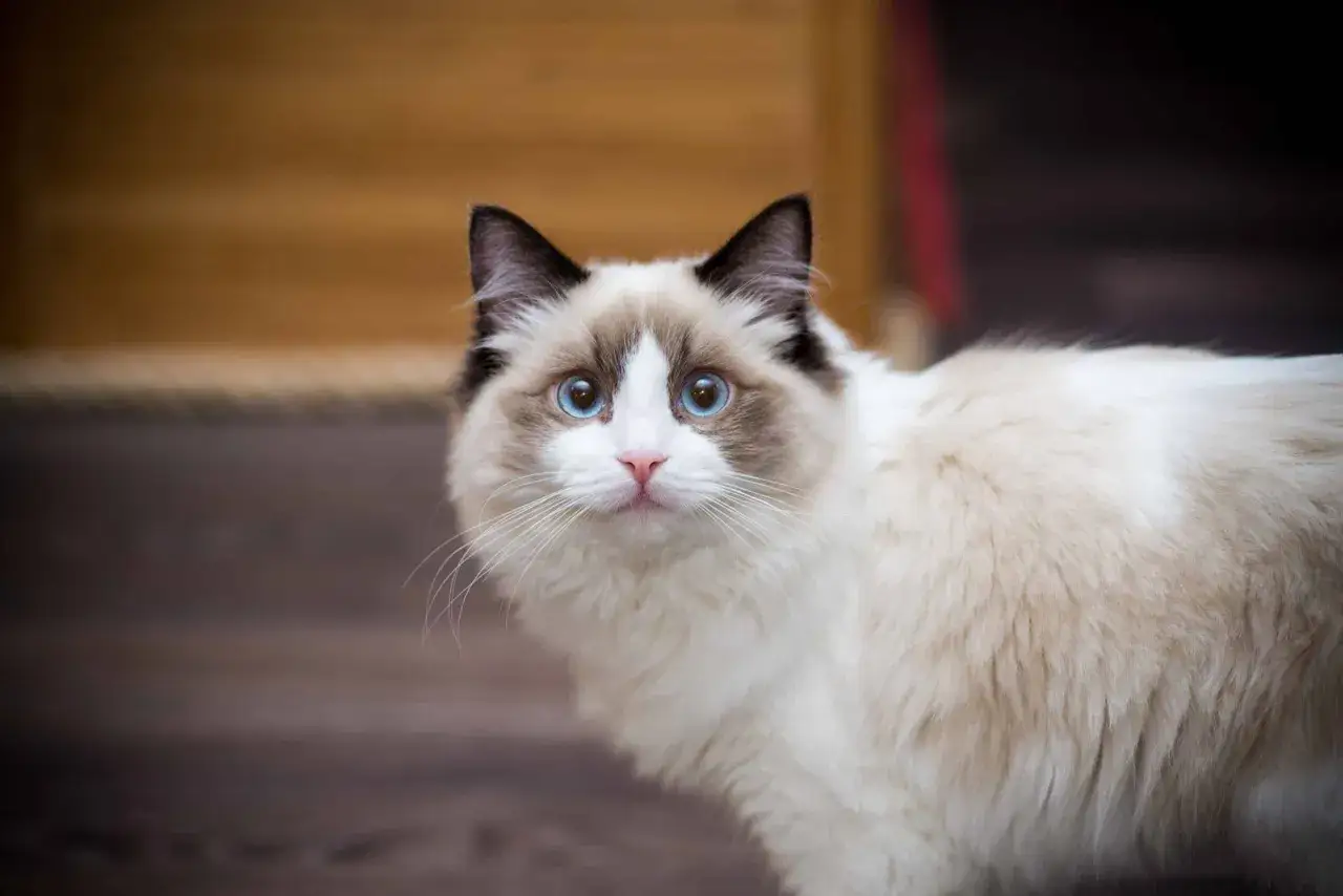 En ragdoll med blå ögon tittar nyfiket. Kanske är dess enda nackdel att den är för söt för att motstå.