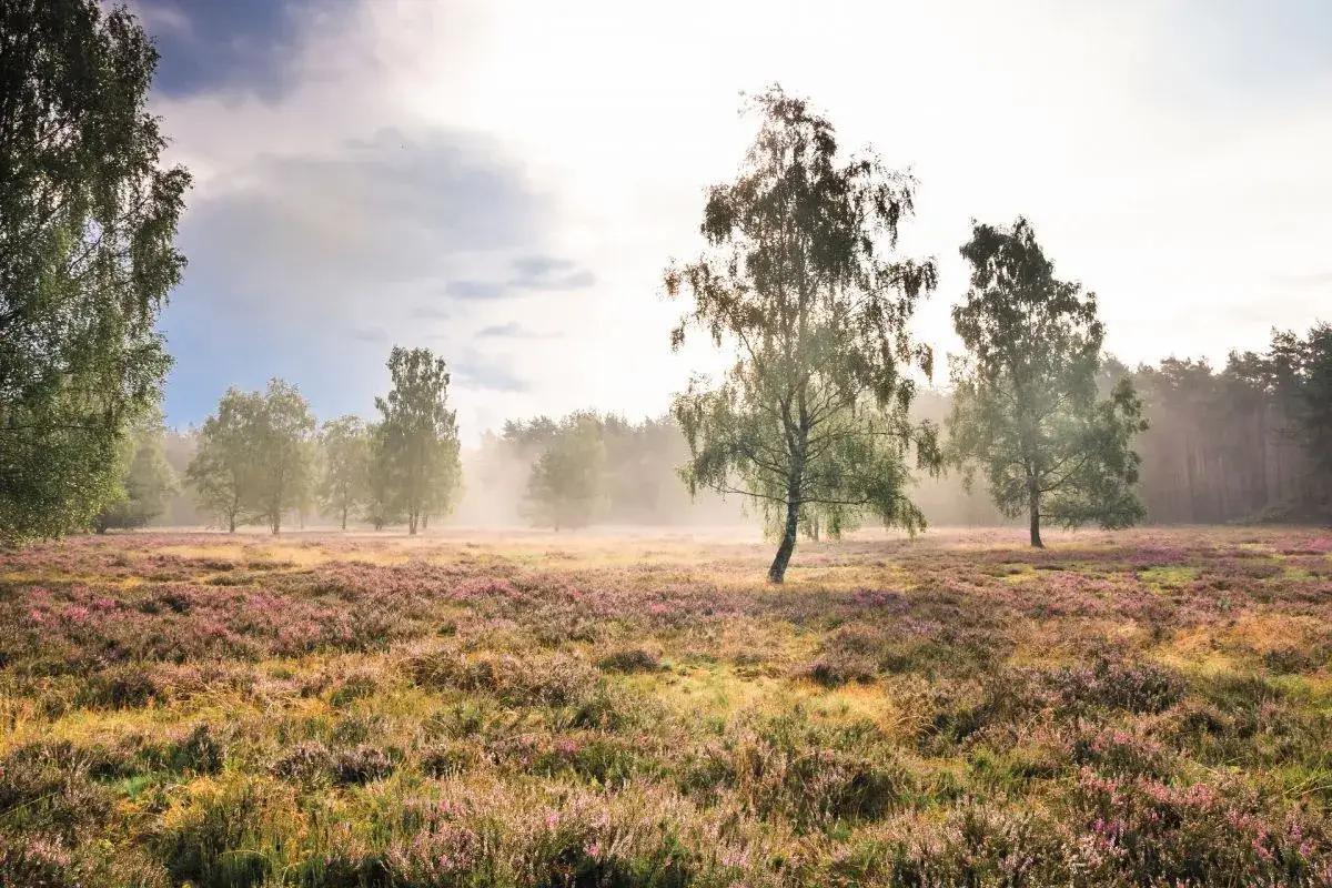 Morgendlicher Nebel über einem Heidekraut-Feld mit Birken. Ein idealer Ort für den **Emsquellen Wanderweg**.