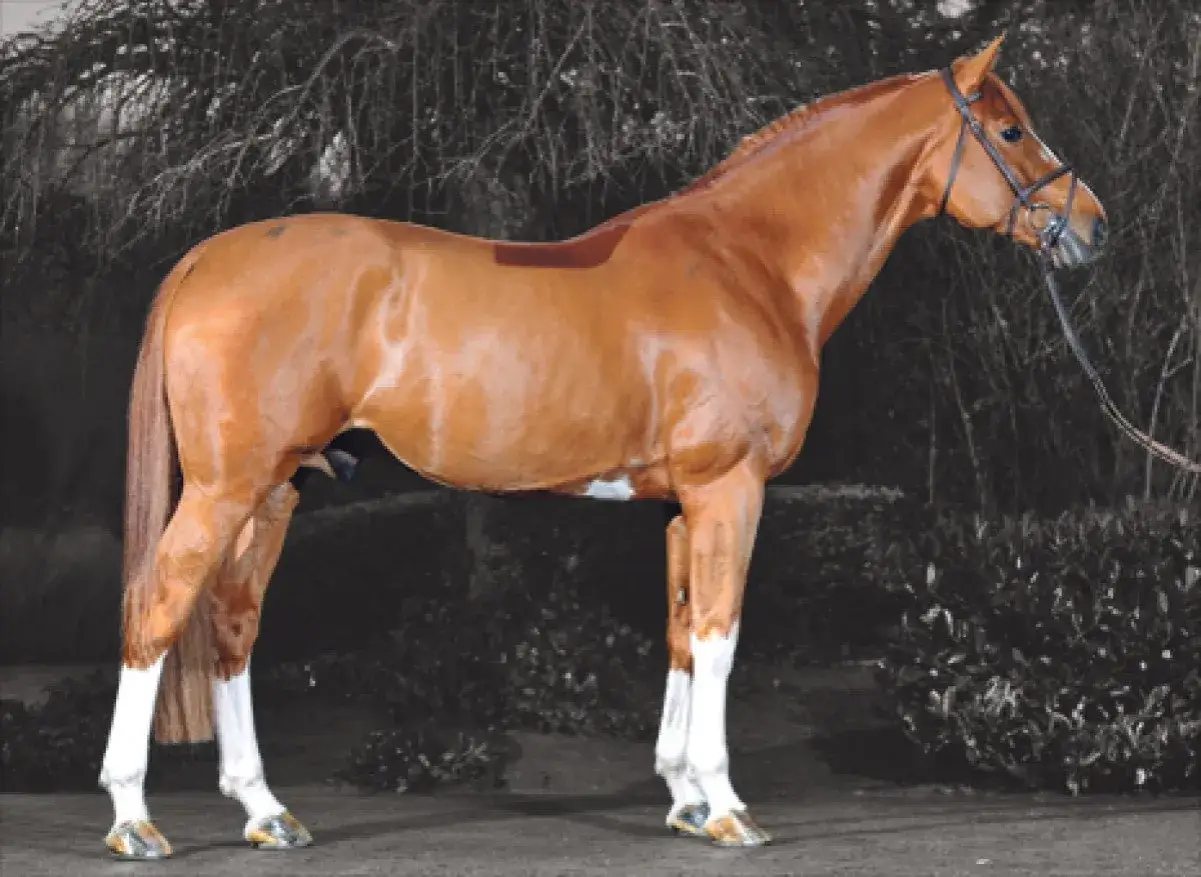 Un magnifique cheval bai, tel un émeraude cheval, se tient fièrement, ses quatre jambes blanches immaculées contrastant avec sa robe rousse.