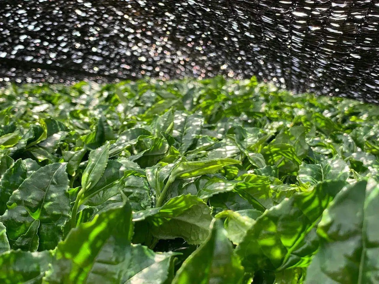 Feuilles de thé vert luxuriantes sous un filet d'ombrage, révélant comment est fait le matcha : une culture soignée pour une poudre vibrante.