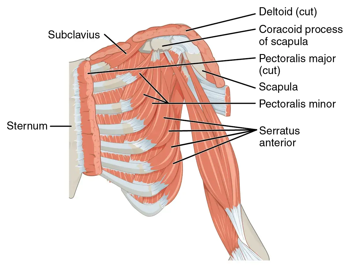 Muskeln der Brust und Schulter: Sternum, Subclavius, Pectoralis major (angeschnitten), Pectoralis minor, Serratus anterior und Schulterblatt.