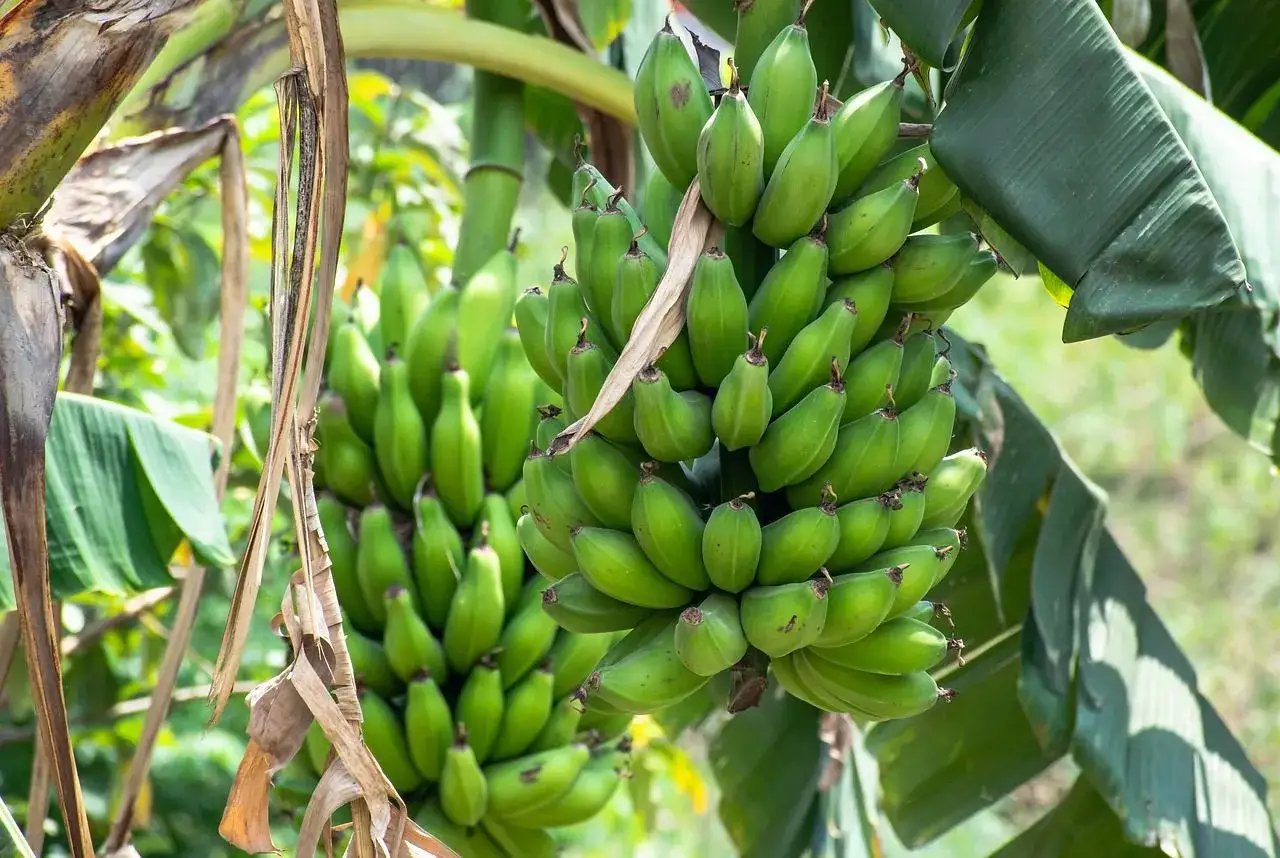 Zielone kiście bananów zwisają z drzewa. Jeden z bananów przy biegunce wygląda na lekko zwiędnięty, ale reszta jest zdrowa.