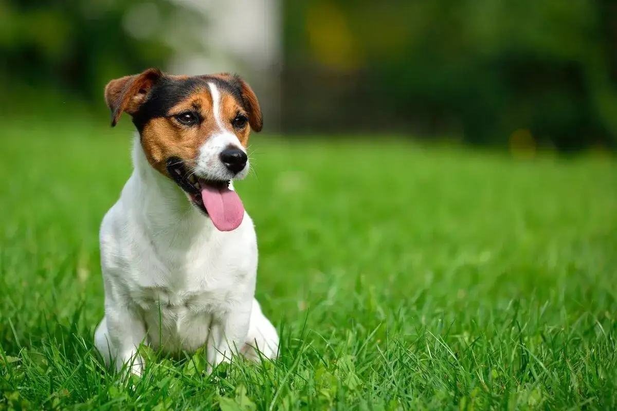 Wesoły jack russell terrier siedzi na zielonej trawie, z językiem na wierzchu, gotowy do zabawy.