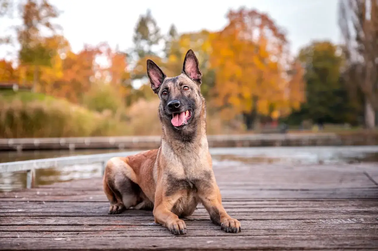 Un magnifique berger belge, le regard vif, est couché sur un ponton en bois. L'automne colore les arbres en arrière-plan.