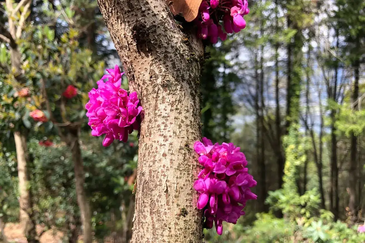 Kauliflorie-Pflanzen bl&uuml;hen direkt am Stamm. Leuchtend pinke Bl&uuml;tenb&uuml;schel schm&uuml;cken den Baumstamm im Wald.