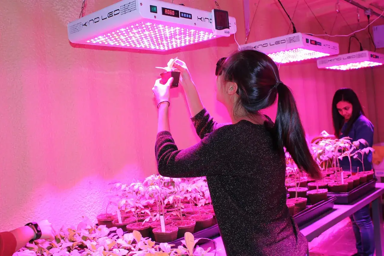 Kobiety sprawdzają sadzonki pod lampami LED, ucząc się, jak doświetlić rośliny dla lepszego wzrostu.