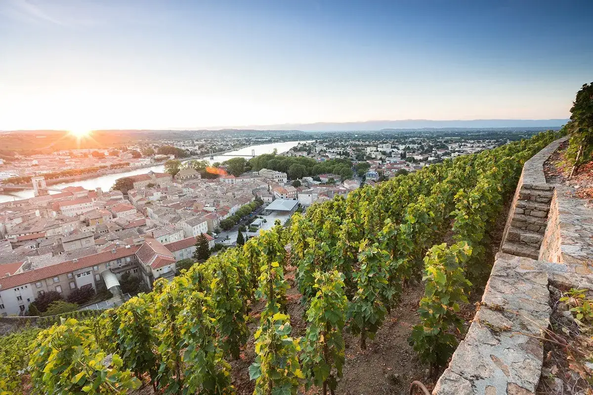 Vigneti terrazzati con vista su una citt&agrave; e un fiume al tramonto, evocano la bellezza del **vino Saint-Joseph**.