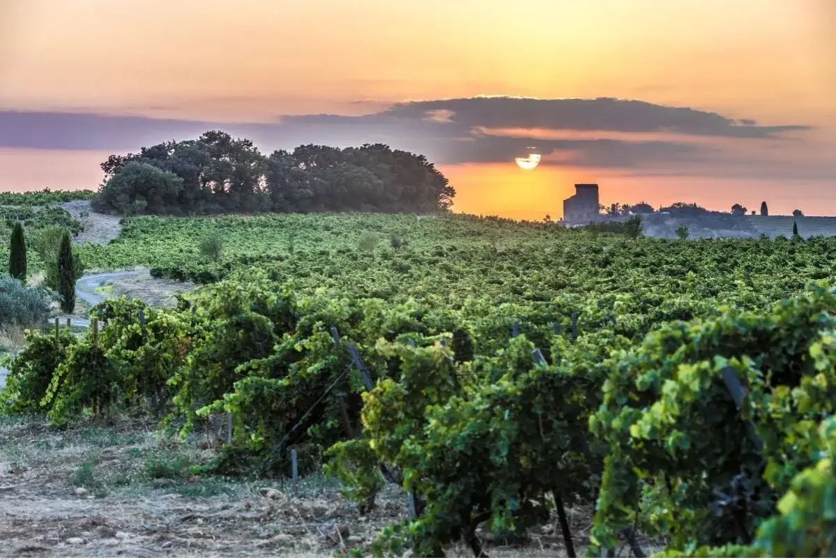 Sonnenuntergang über Weinbergen der **Côte de Provence**. Ein alter Turm ragt im Hintergrund auf, während die Sonne den Himmel in warme Farben taucht.