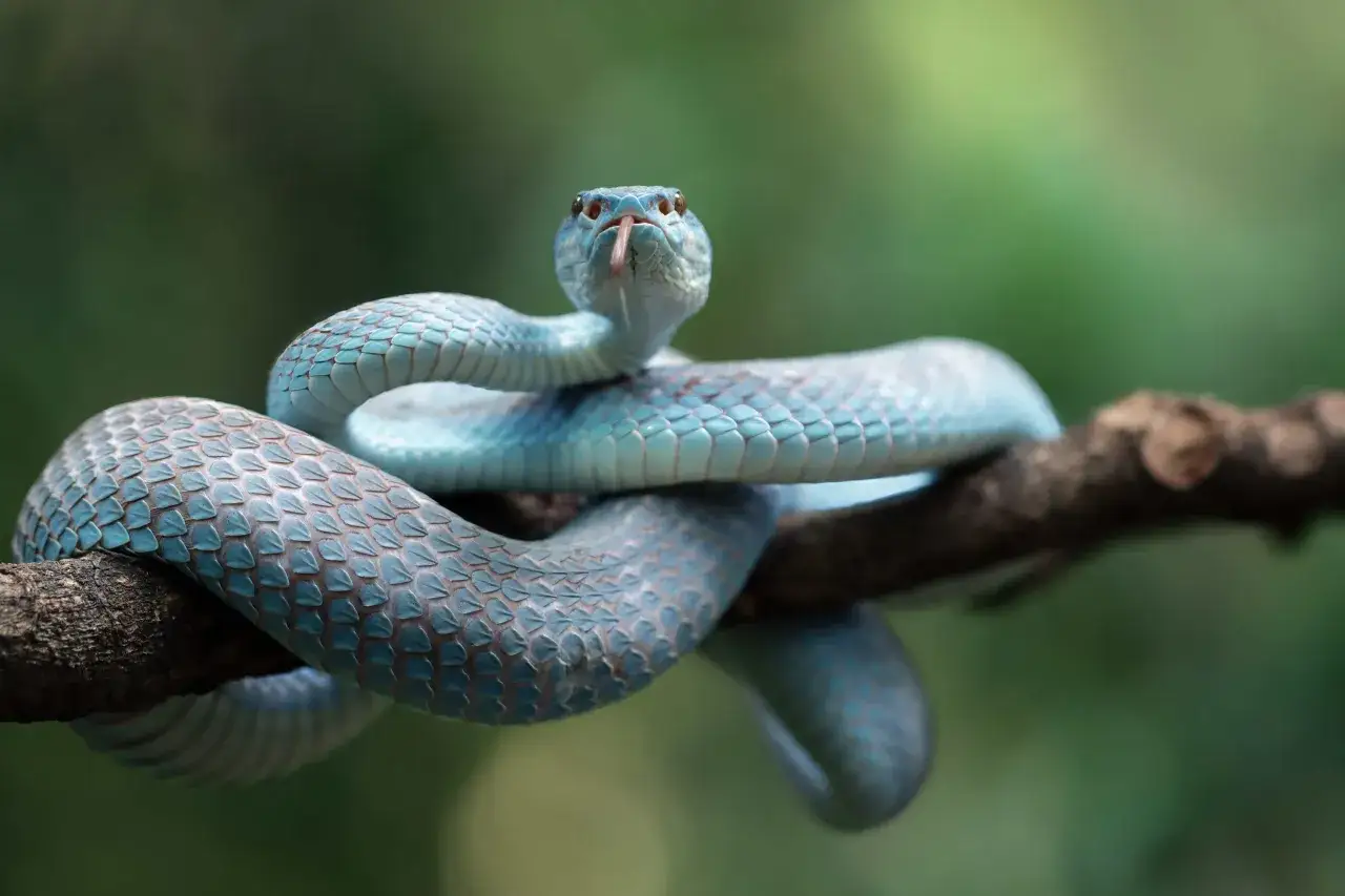 Serpiente azul en rama, como so&ntilde;ar con serpientes que no te hacen nada.