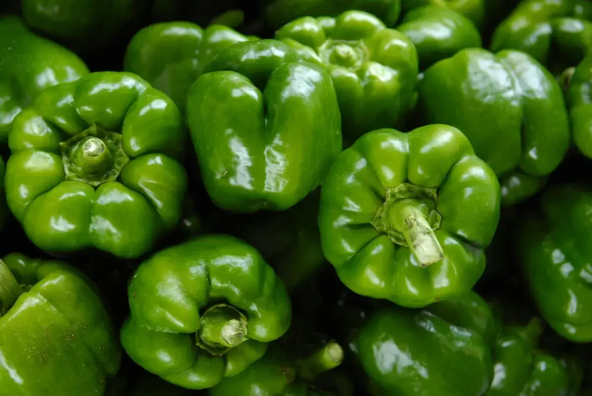 Frisch geerntete, glänzende grüne Paprika, bereit zur Lagerung. Perfekt für Salate und mehr.