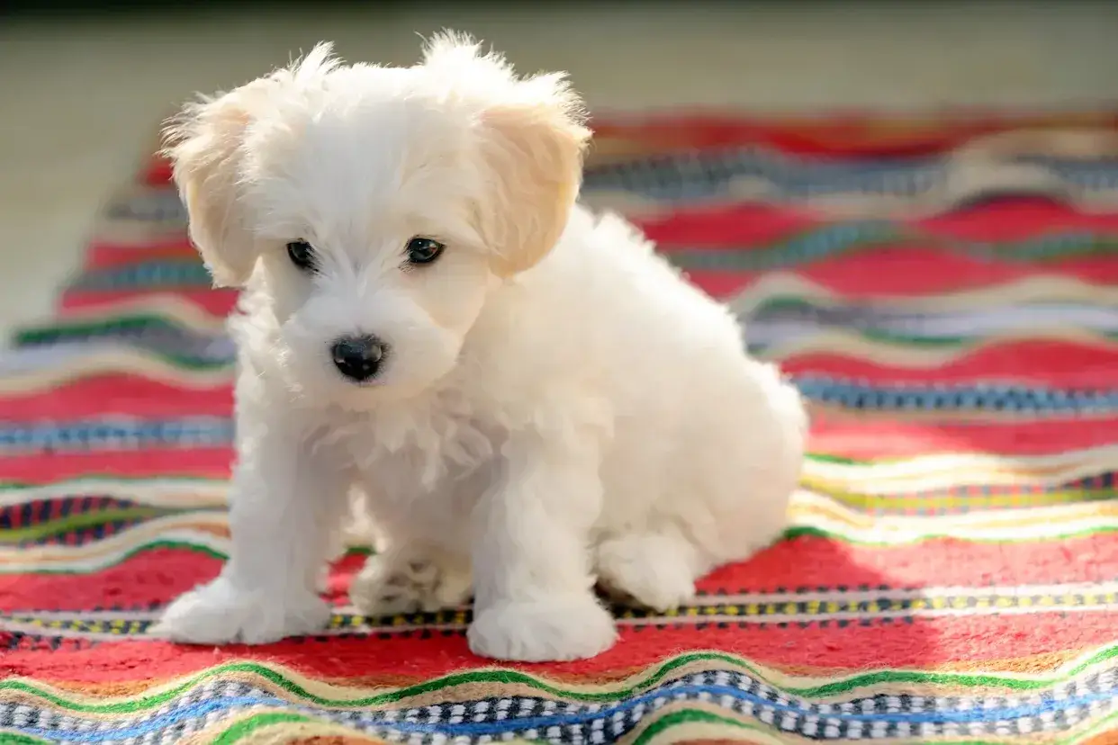Adorable chiot blanc, un chien qui n'aboie pas et ne perd pas ses poils, assis sur une couverture colorée.