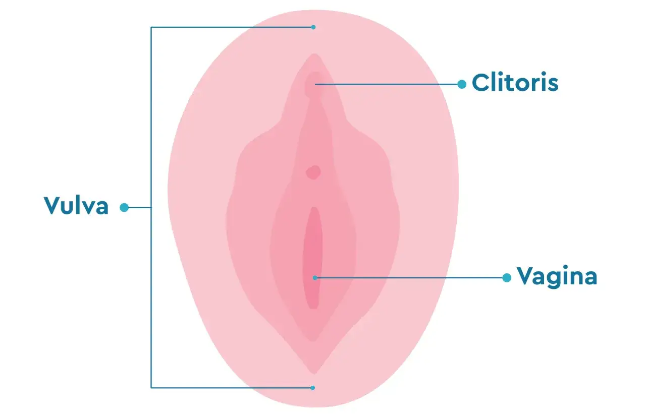 Illustration anatomique de la vulve, montrant le clitoris et le vagin. Une vulve saine est représentée.