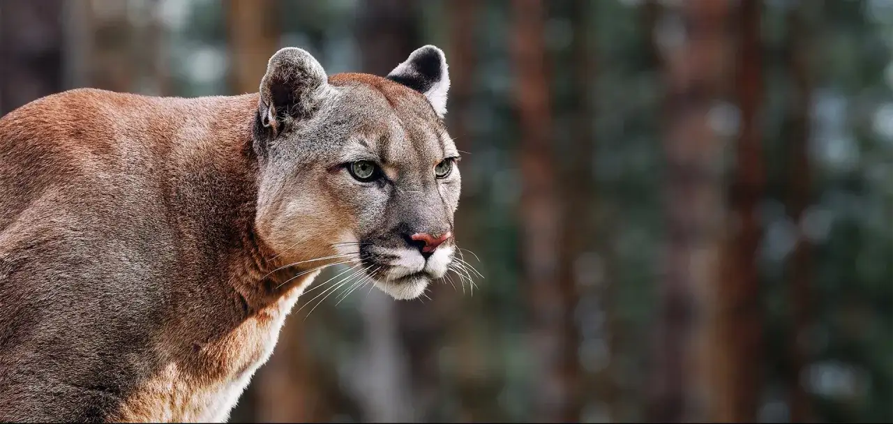 Portret pumy o zielonych oczach. Czy puma i pantera to to samo? Nie, to r&oacute;żne gatunki dzikich kot&oacute;w.