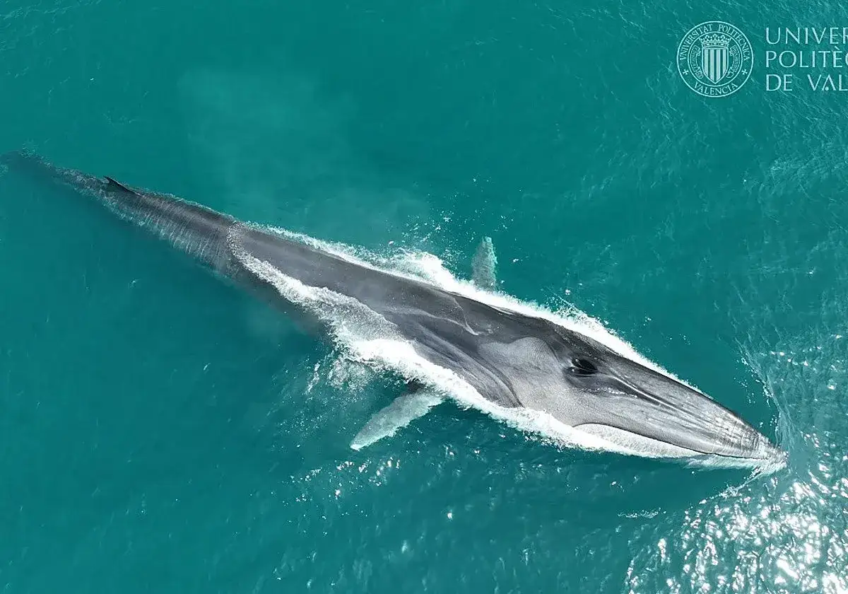 Un impresionante avistamiento de ballenas en aguas turquesas. La ballena se mueve majestuosamente, creando espuma a su paso.