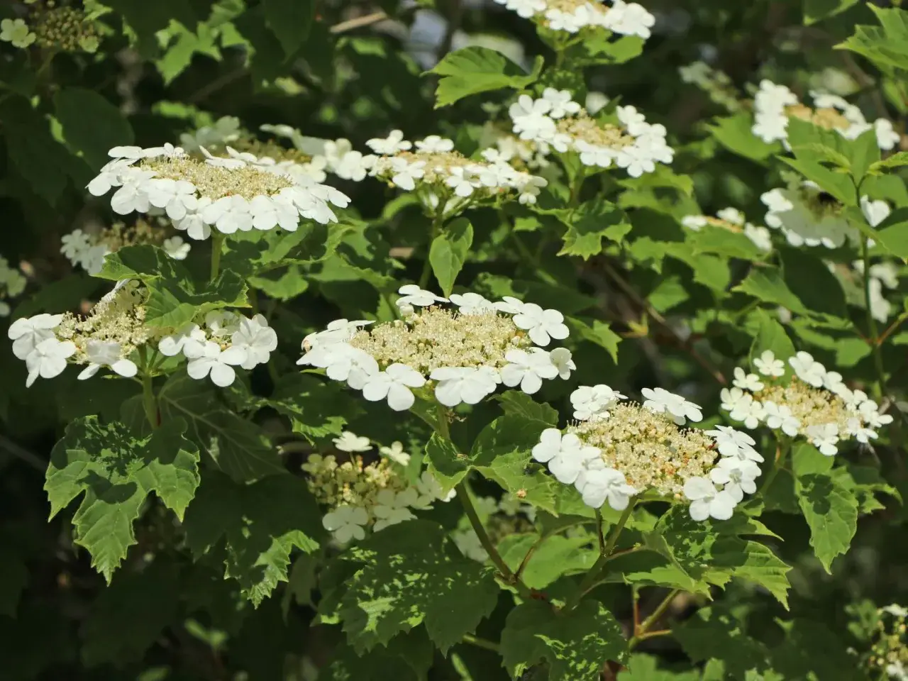 Weiße Blütenrispen der gemeiner Schneeball Hecke, umgeben von sattgrünen Blättern. Ein kleiner Käfer krabbelt auf einer Blüte.