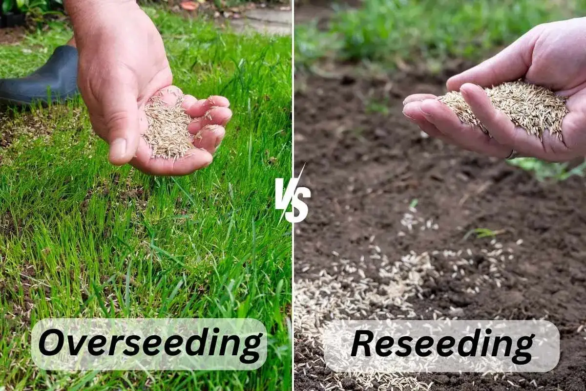 Dłoń rozsypuje nasiona trawy na istniejący trawnik (overseeding) i na gołą ziemię (reseeding).