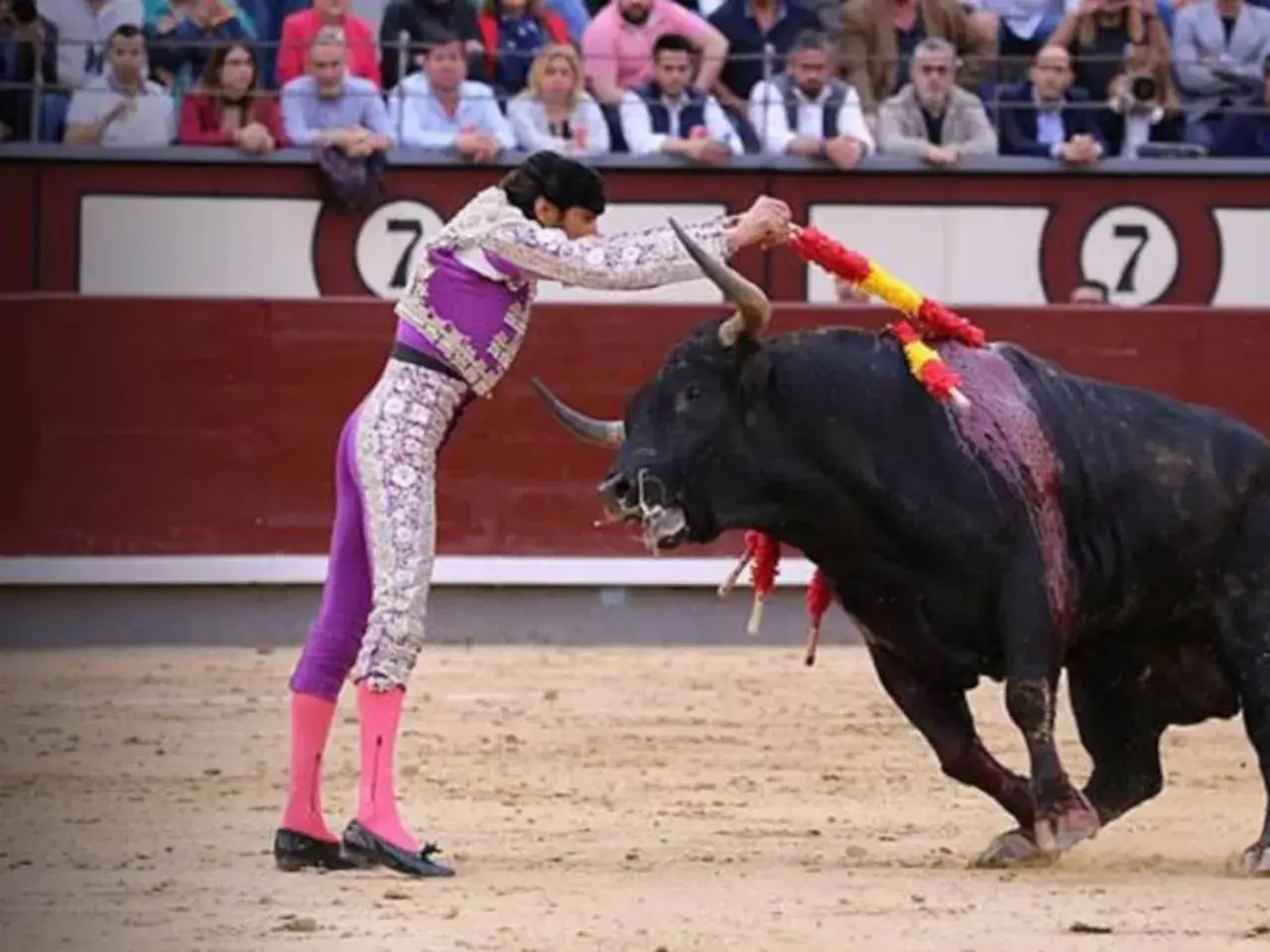 David Adalid, banderillero, clava las banderillas en el lomo del toro.