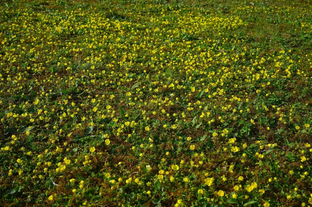 Ett fält täckt av små gula blommor, troligen waldsteinia vit. Grönskan och de små blommorna skapar en levande matta.