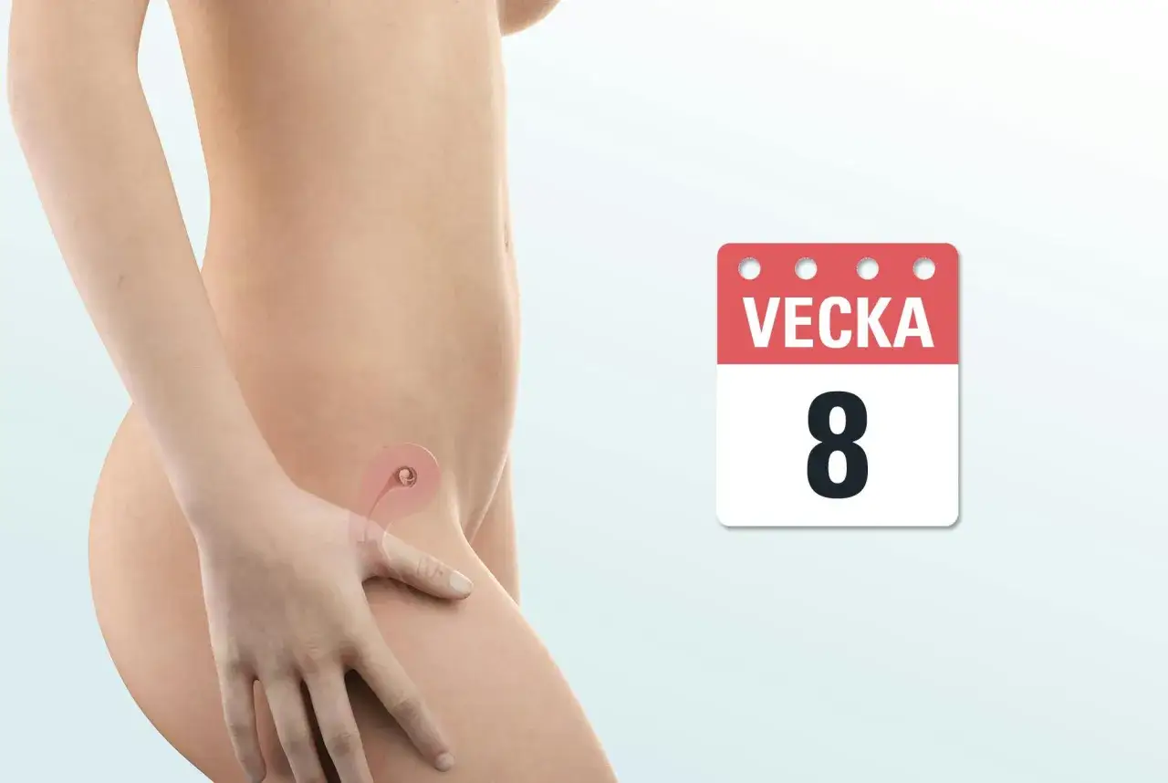 Illustration av en gravid livmoder, vecka 8. En kalenderikon visar 