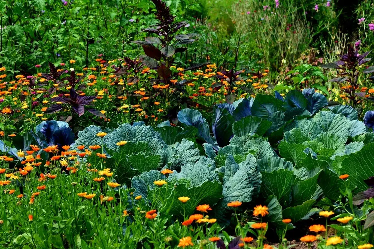 Ein buntes Hochbeet bepflanzen: Gr&uuml;nkohl, Amaranth und leuchtende Ringelblumen wachsen nebeneinander.