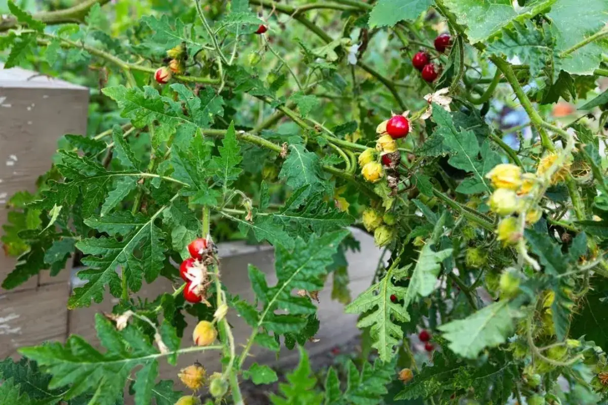 Plantes de morelle de Balbis avec des baies rouges et jaunes, des feuilles découpées et des tiges épineuses.