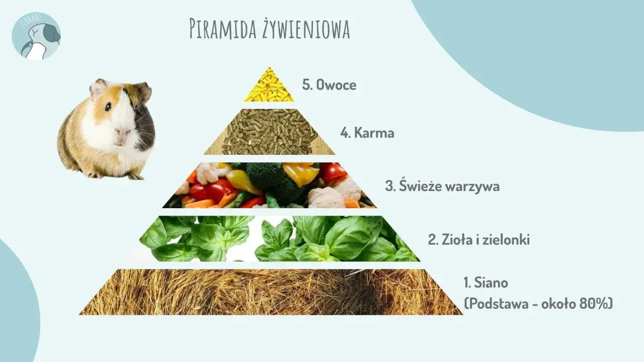 Piramida żywieniowa dla świnek morskich: siano, zioła, warzywa, karma i owoce. To, co jedzą świnki morskie, jest kluczowe dla ich zdrowia.
