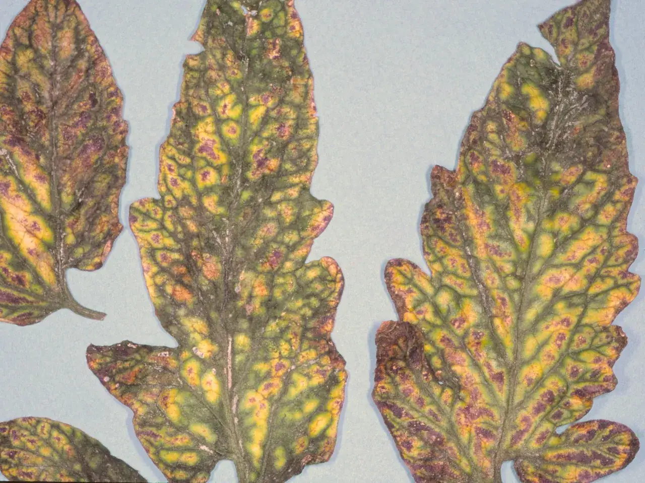 Feuilles de tomate montrant une chlorose interveinale et des taches nécrotiques, symptômes typiques d'une carence en magnésium plante.